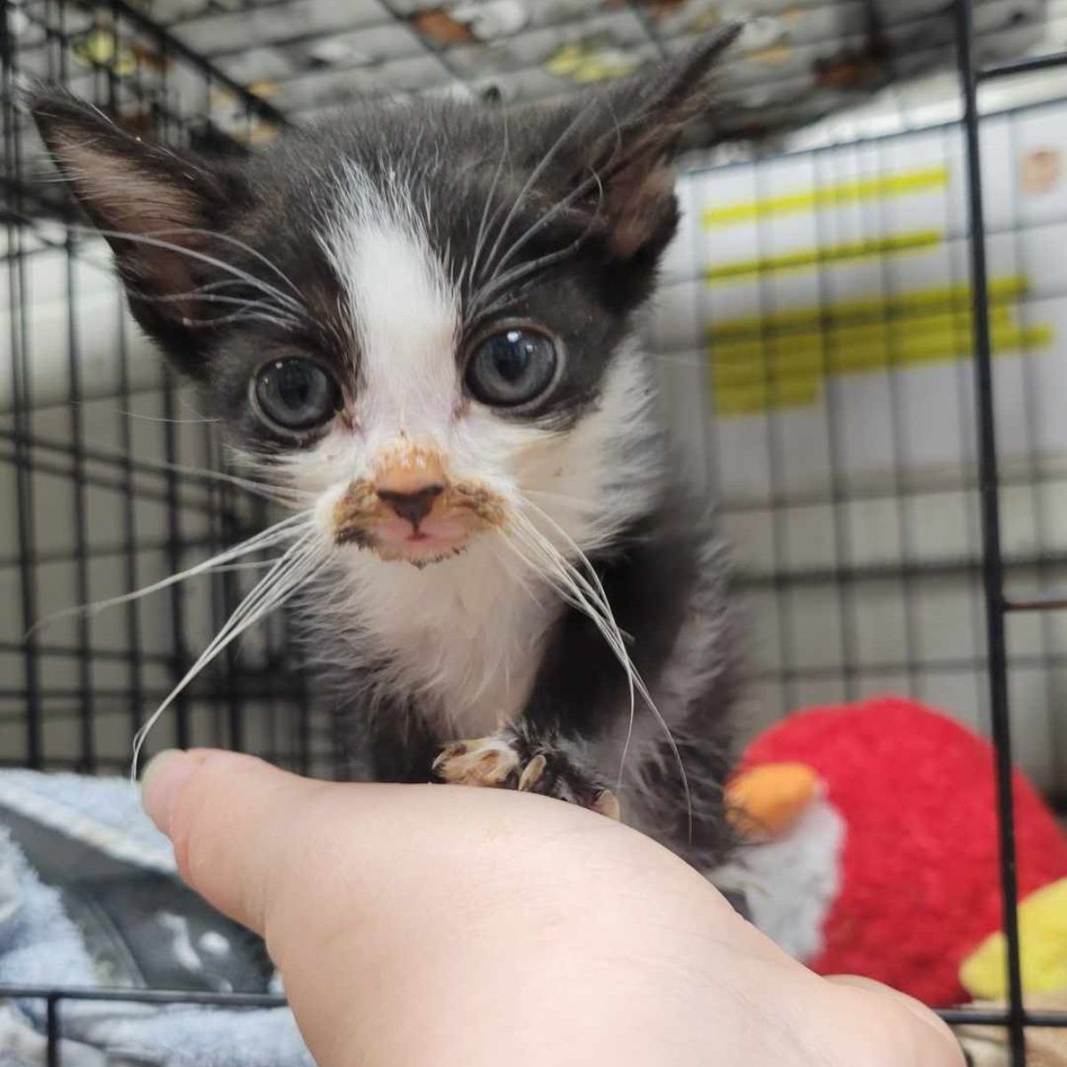 sweet black and white kitten in cage