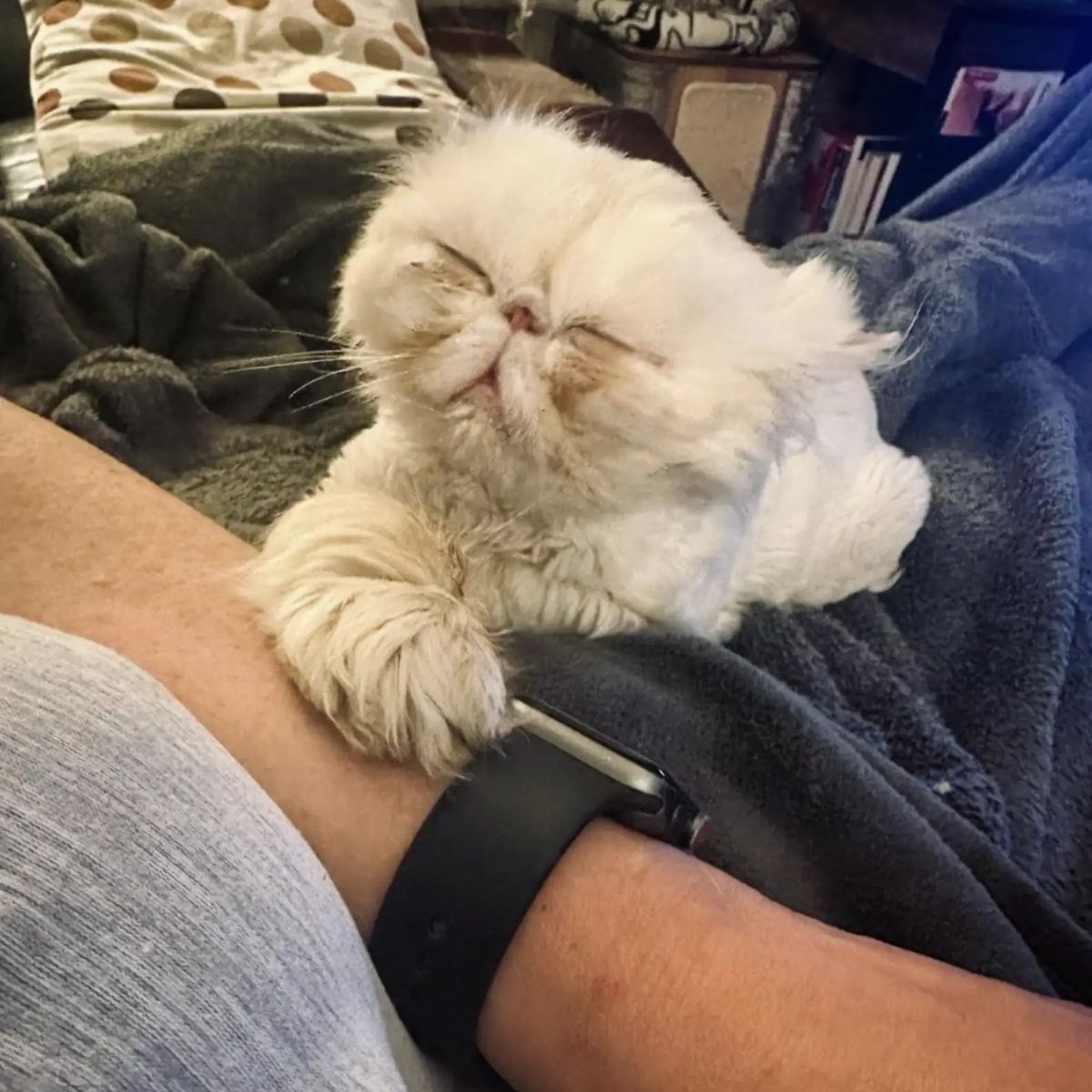 sweet cat laying on a owner