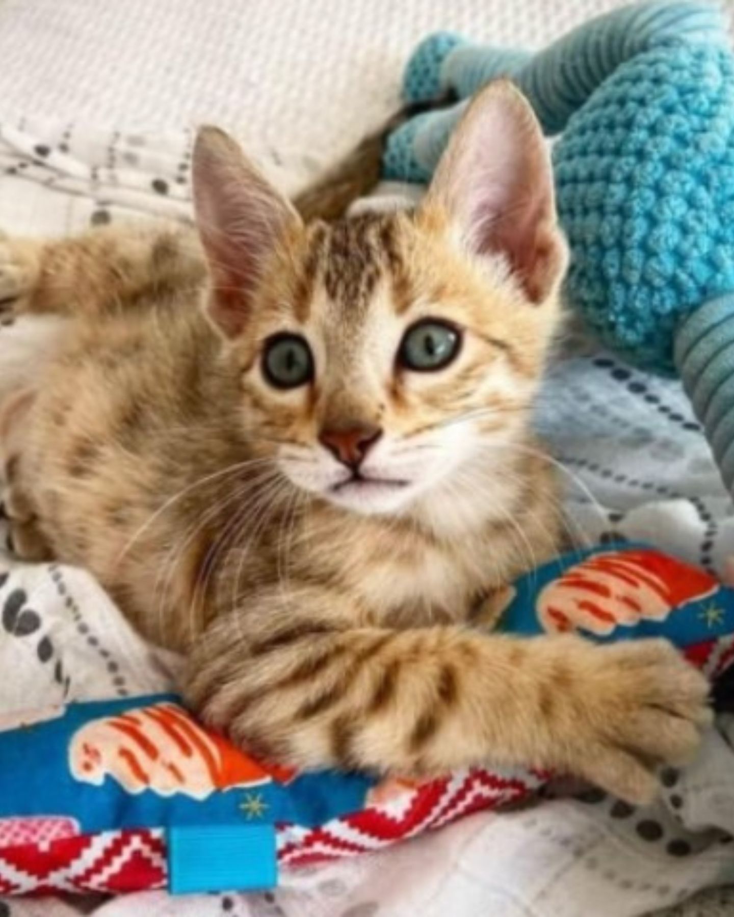 sweet kitten with blue eyes