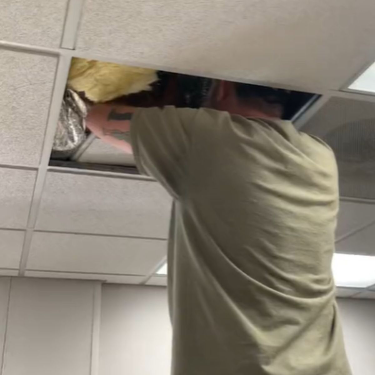 teacher taking kittens out of ceiling