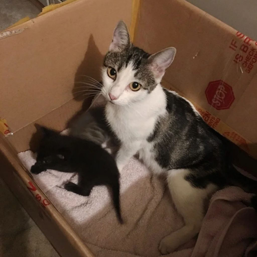 the cat is lying next to the black kitten in the bag