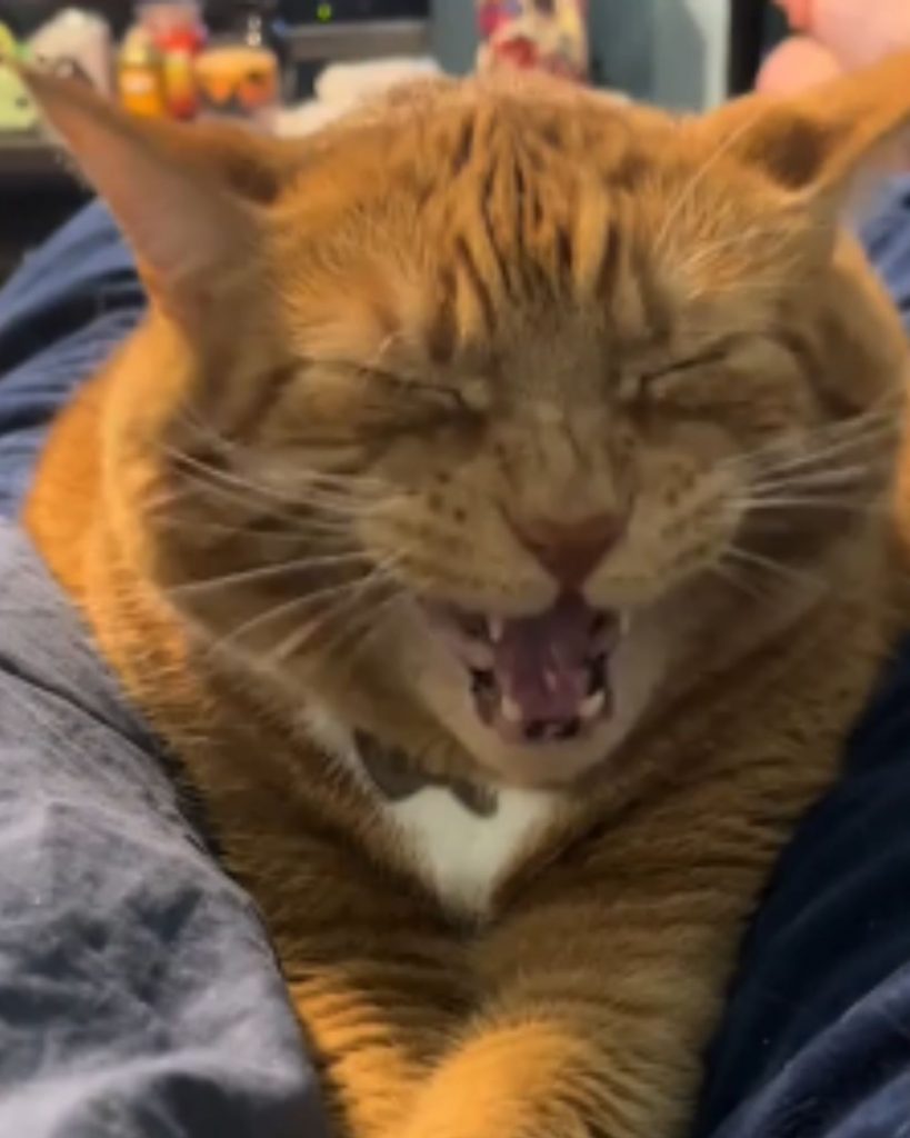 the cat is preparing to sneeze