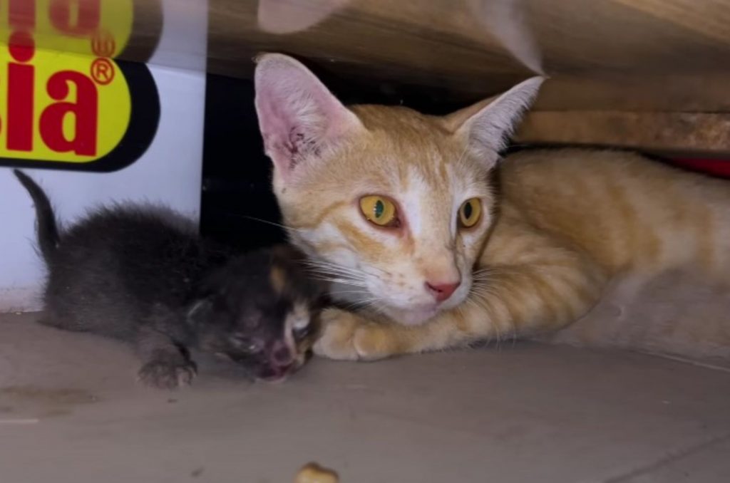 the cat sits and looks after her kittens