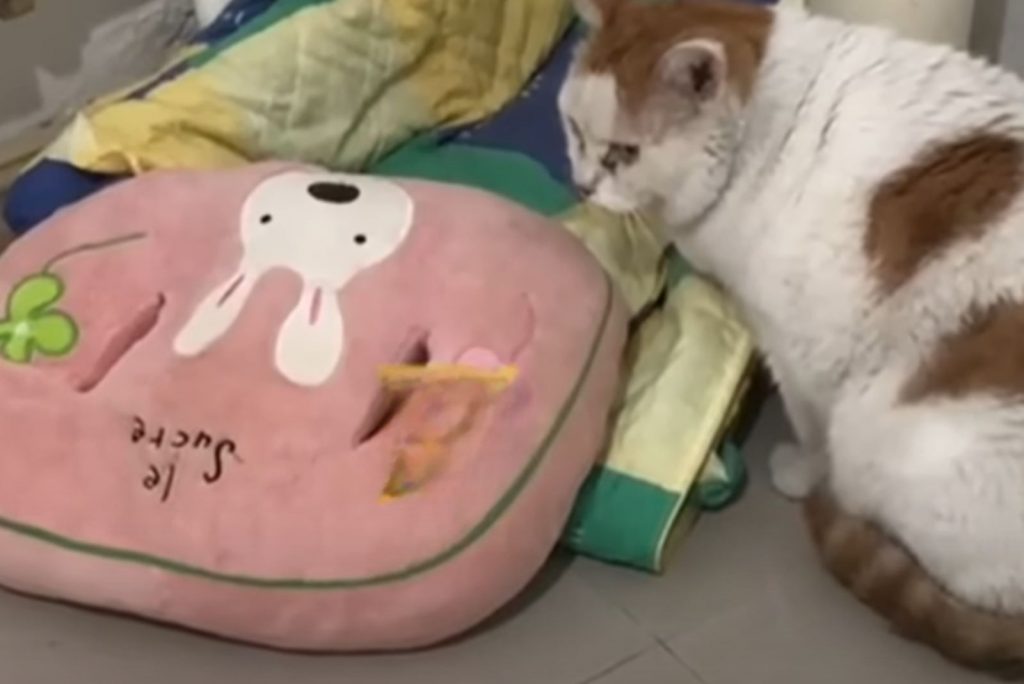 the cat sits and looks at the pink pillow