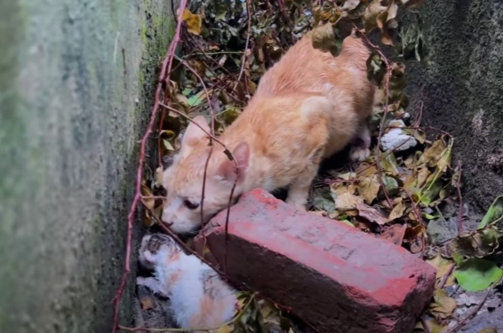 the cat sniffs its kitten