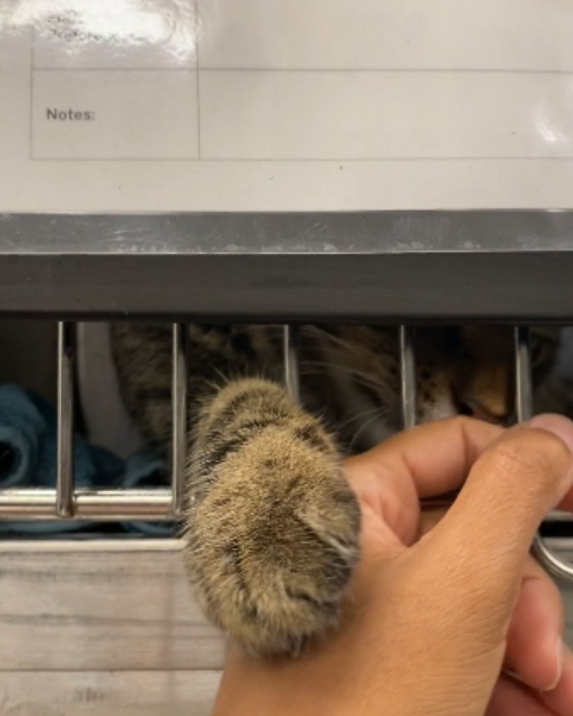 the cat touches the owner from the cage with its paw