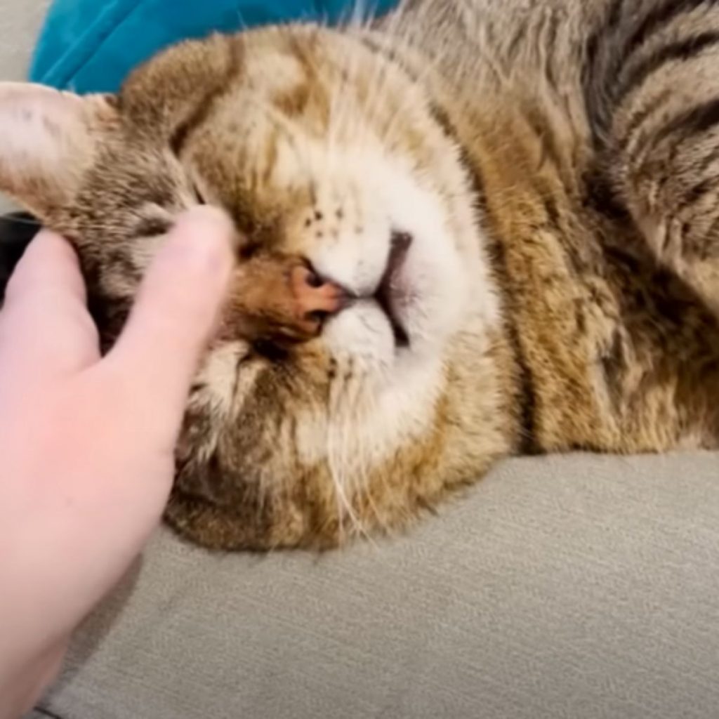 the child strokes the cat's head