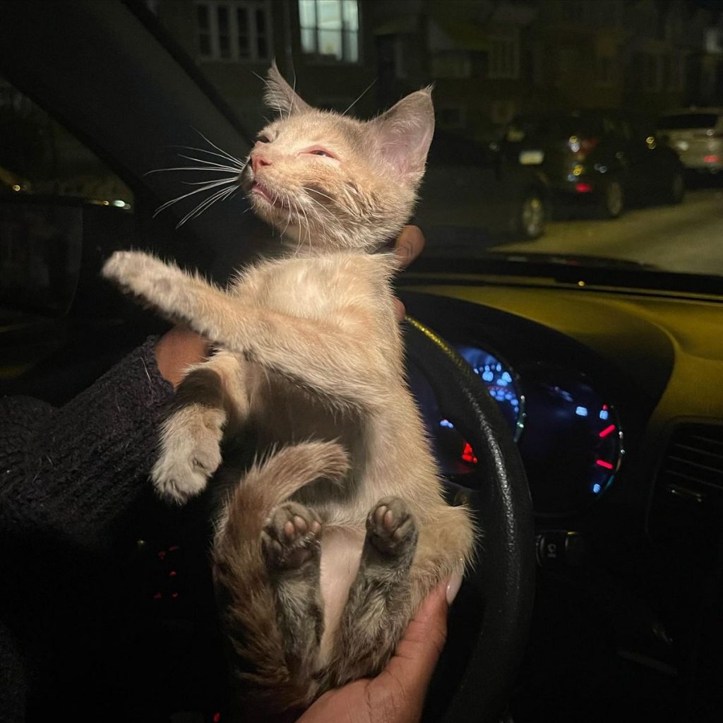 the girl is sitting behind the wheel and holding a cat in her hands