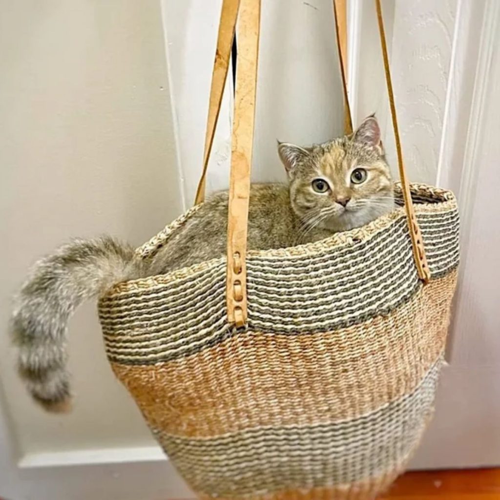 the kitten crawled into the knitted bag