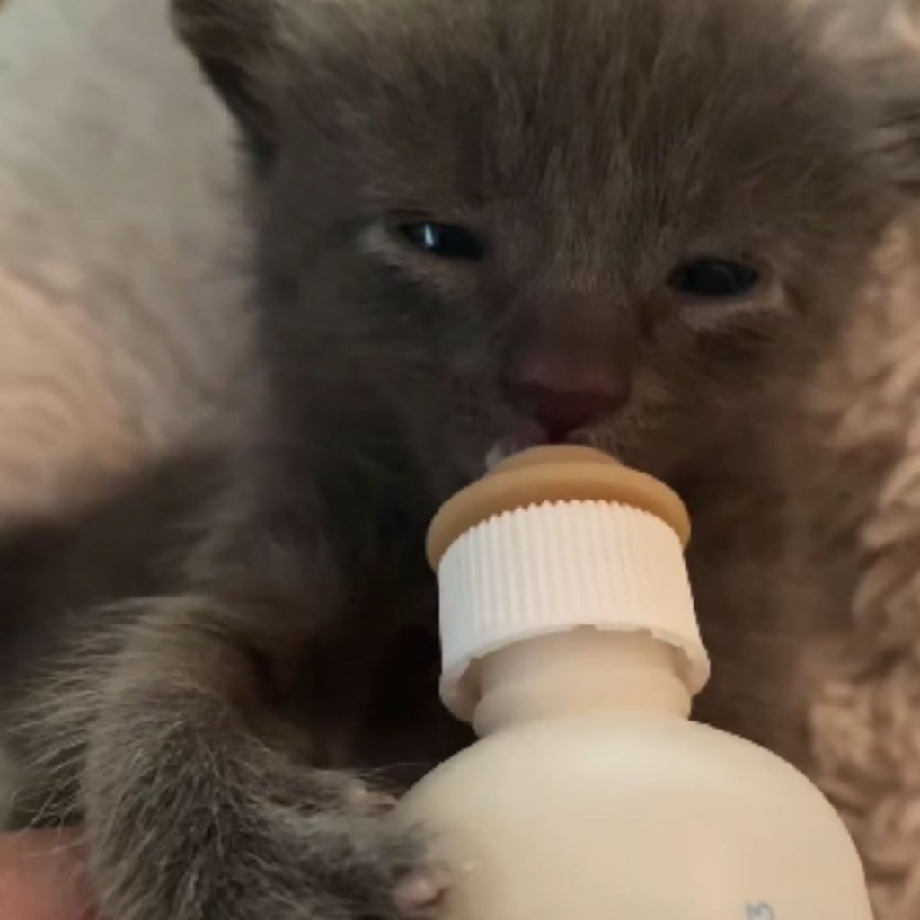 the kitten drinks milk from the bottle