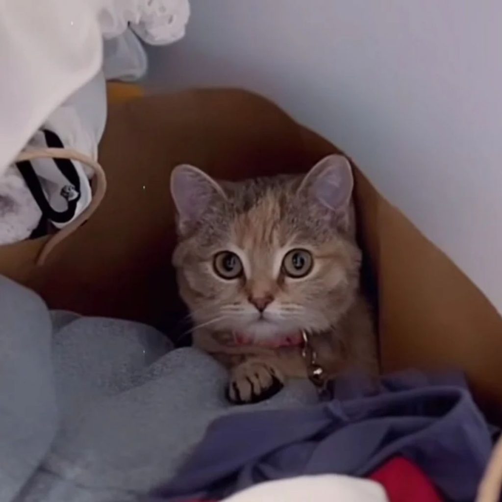 the kitten is hiding in a bag of clothes