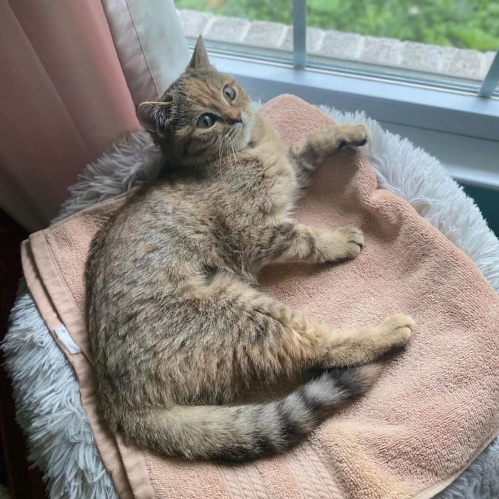 the kitten is lying by the window on a towel