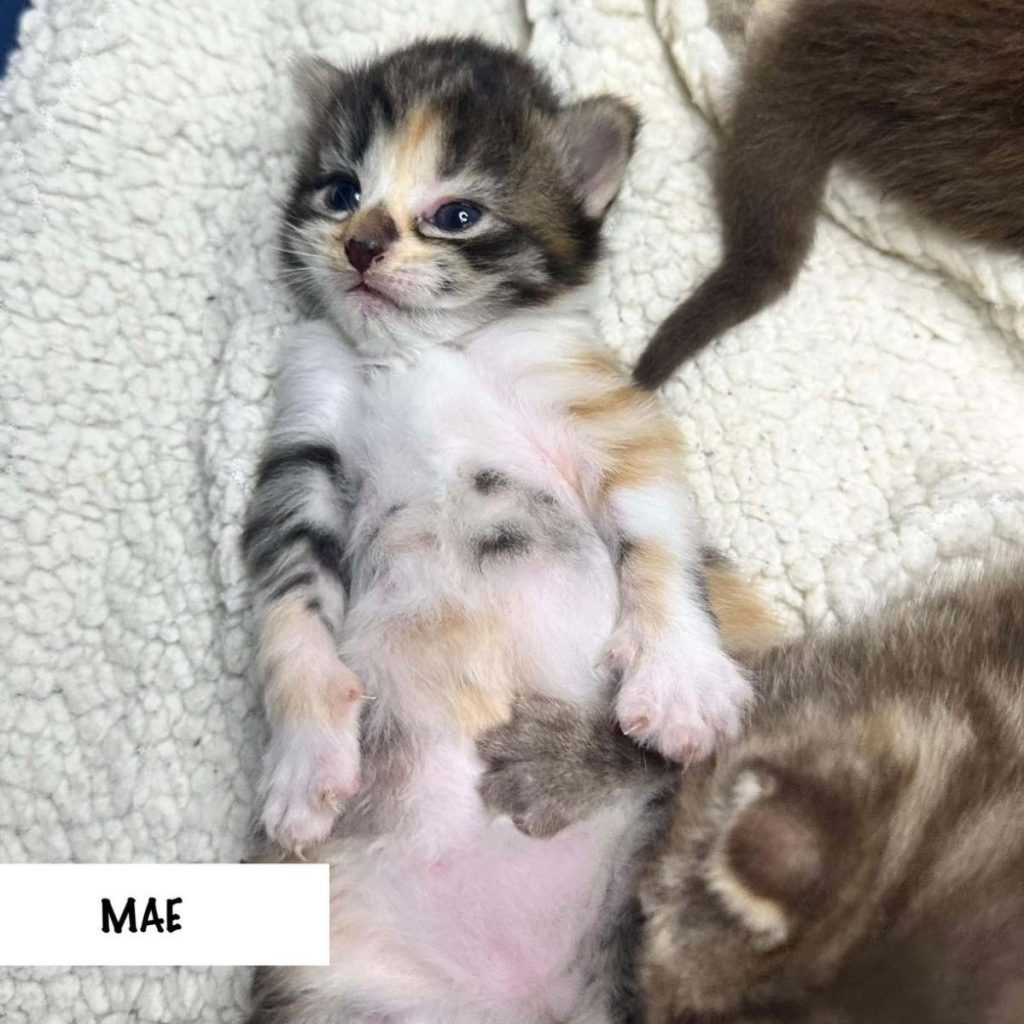 the kitten is lying on a white blanket on its back