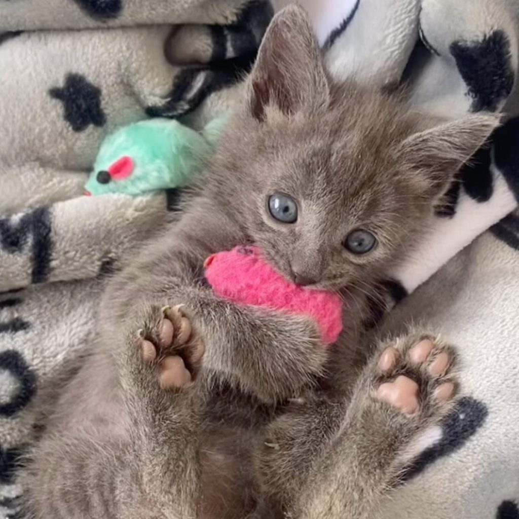 the kitten is playing with a pink toy