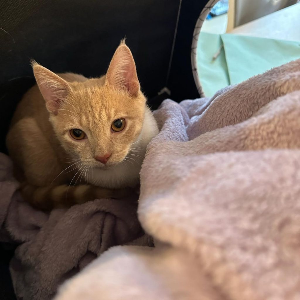 the kitten is sitting on the blankets