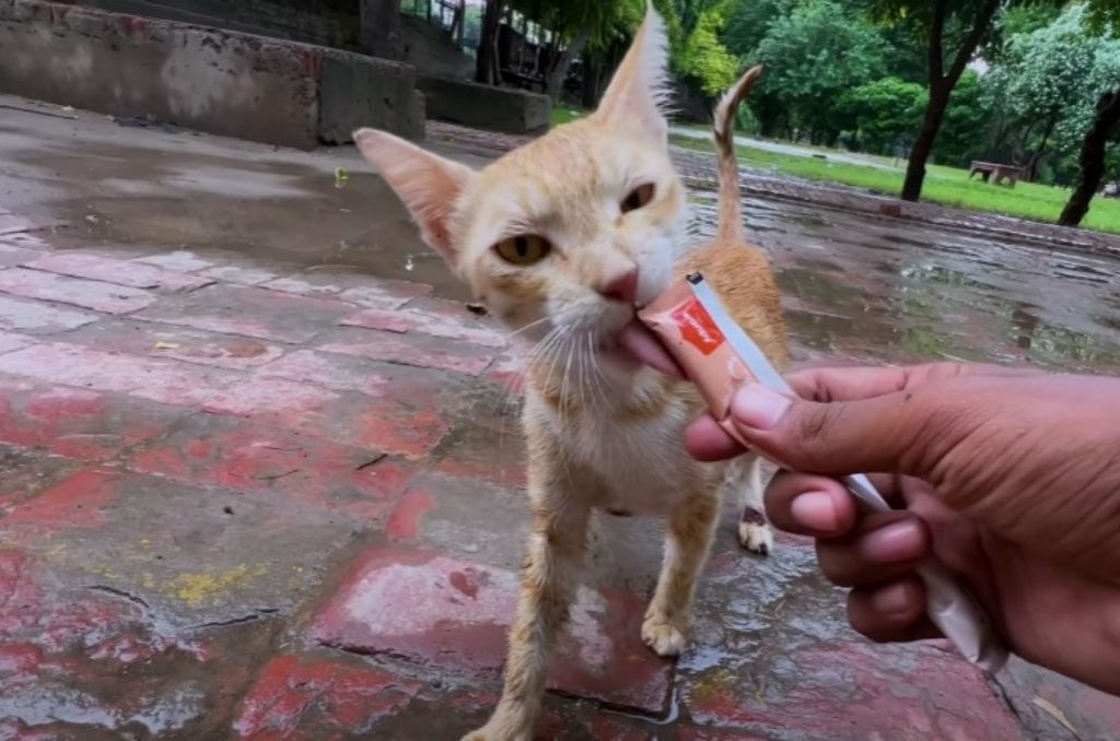 the kitten licks the wrapper that the man gives him