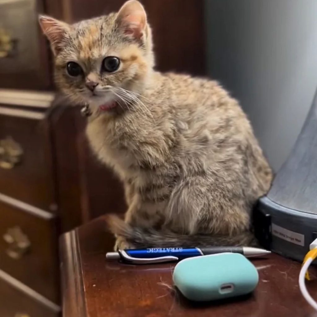 the kitten sits on the dresser and watches