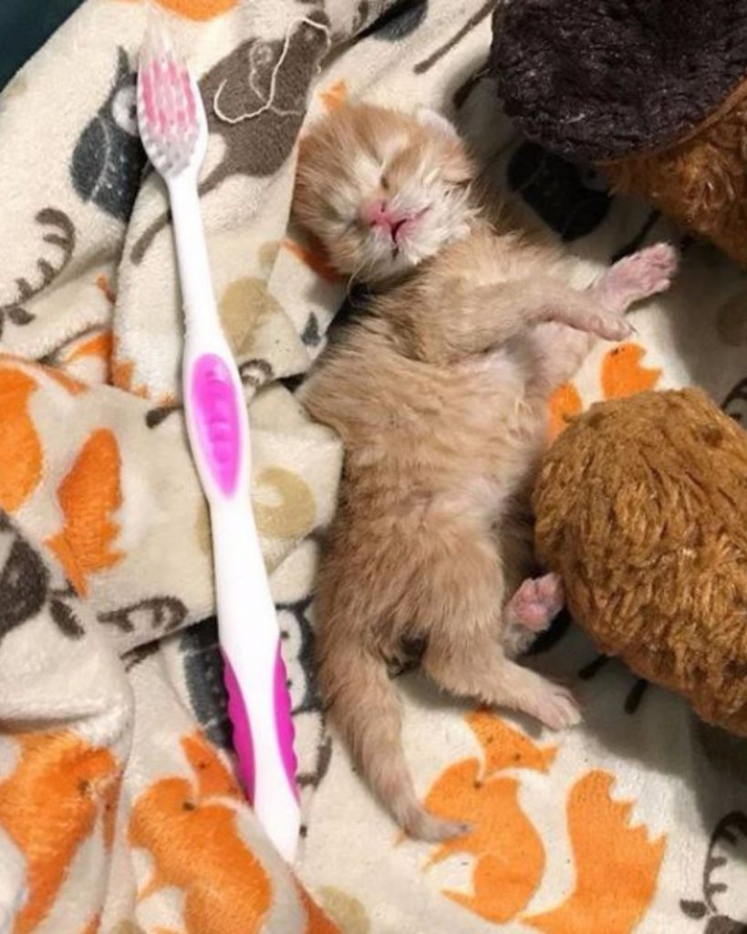 the kitten sleeps next to the toothbrush