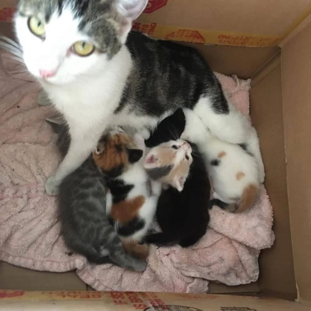 the kittens lie next to the mother cat in a pack