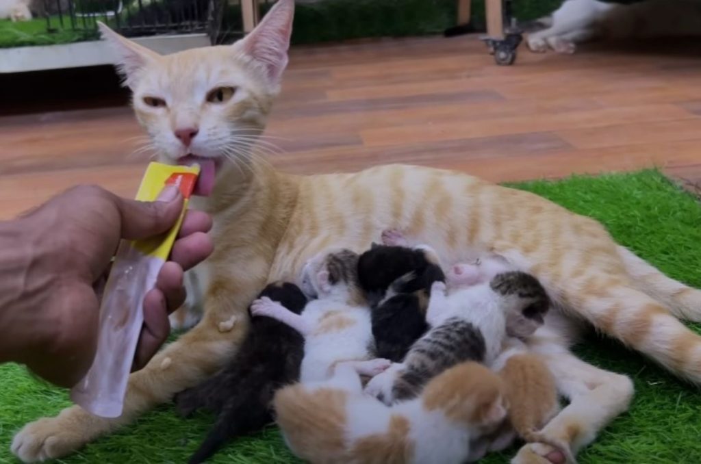 the kittens nurse while the cat eats from the man's hand