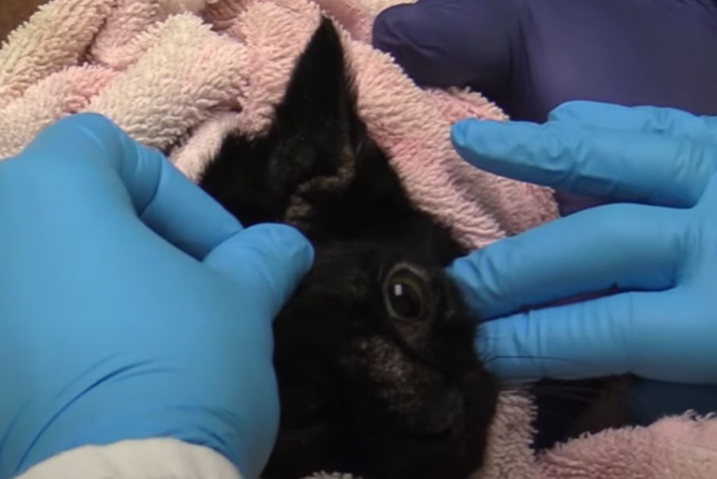 the vet examines the black cat