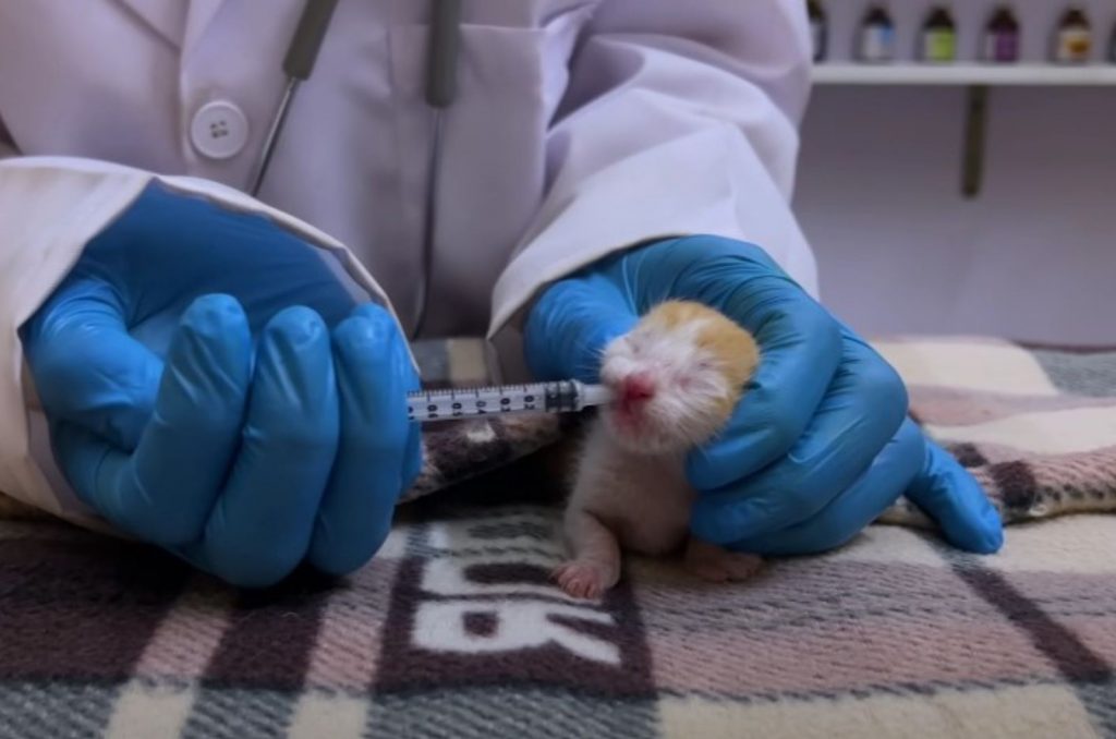 the veterinarian gives an injection to the cat's mouth