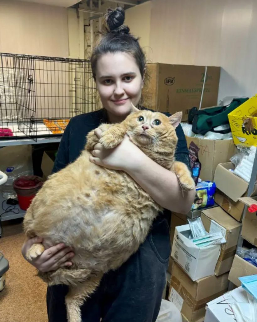 the woman is holding a fat cat in her hands