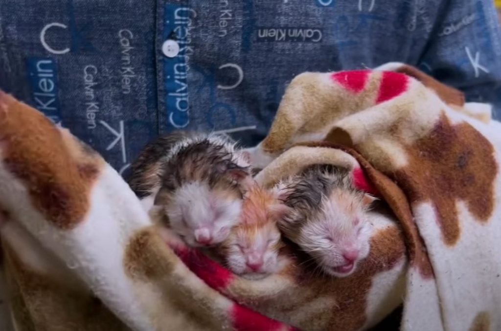 three kittens wrapped in a blanket