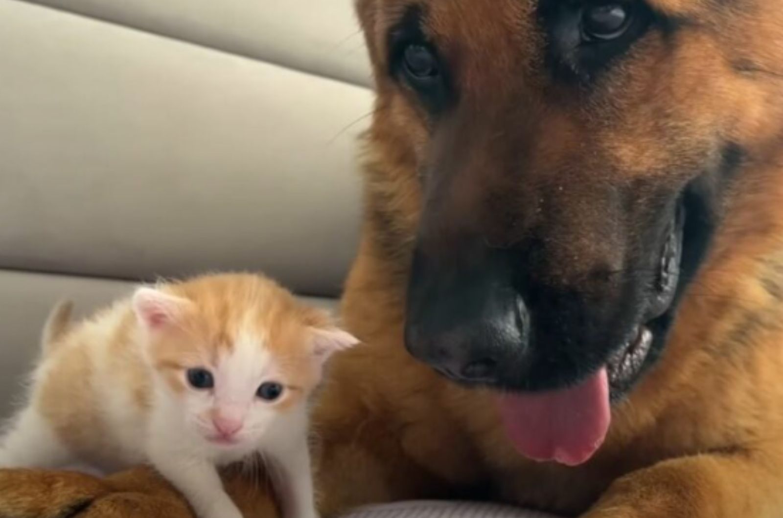 tiny kitten and a dog