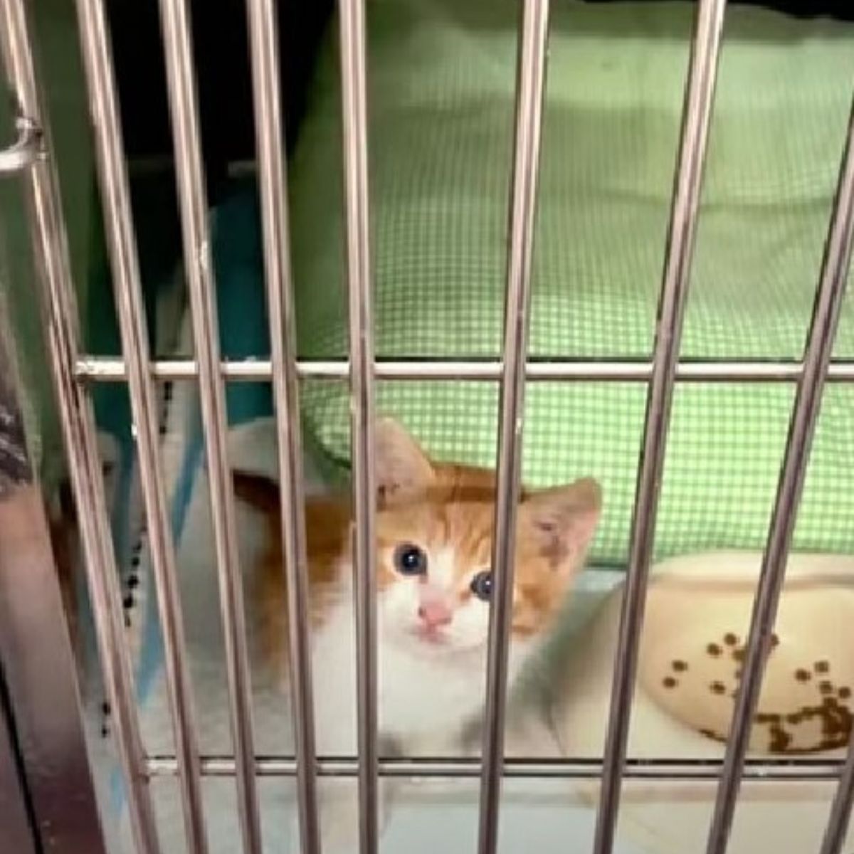 tiny kitten behind bars