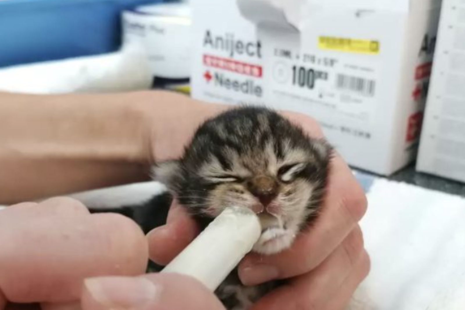 tiny kitten fed with milk