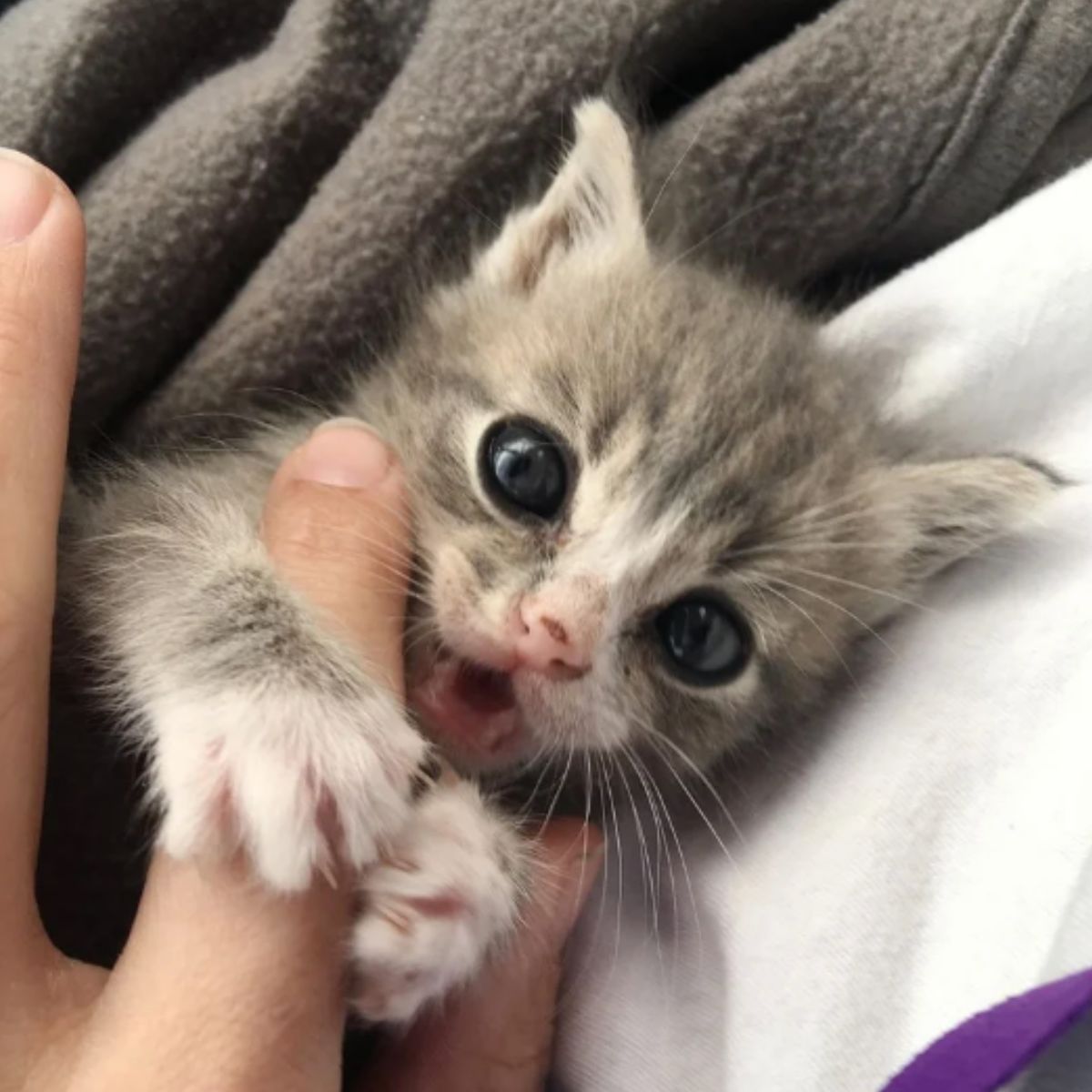 tiny kitten holding a finger