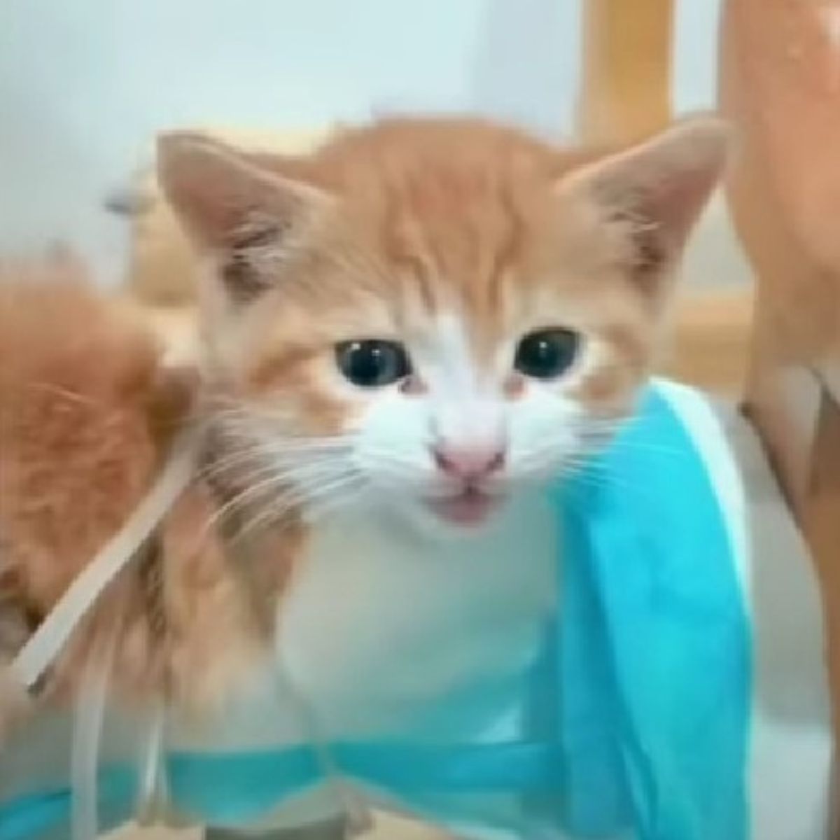 tiny kitten in pain