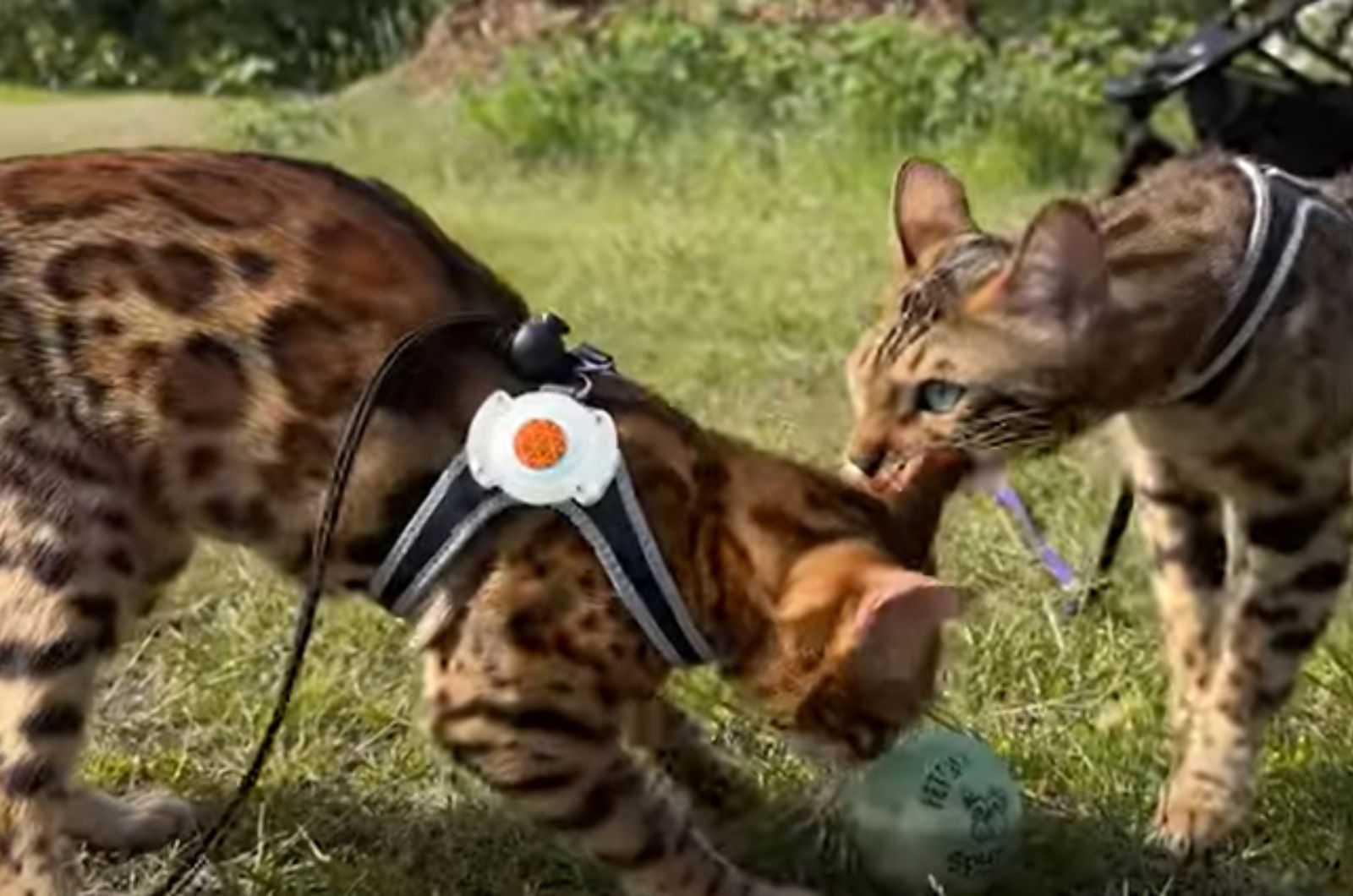 two Bengal cats