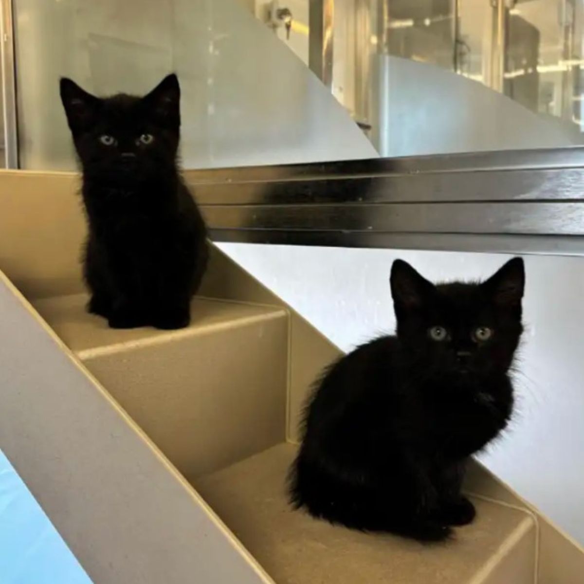 two black kittens on stairs