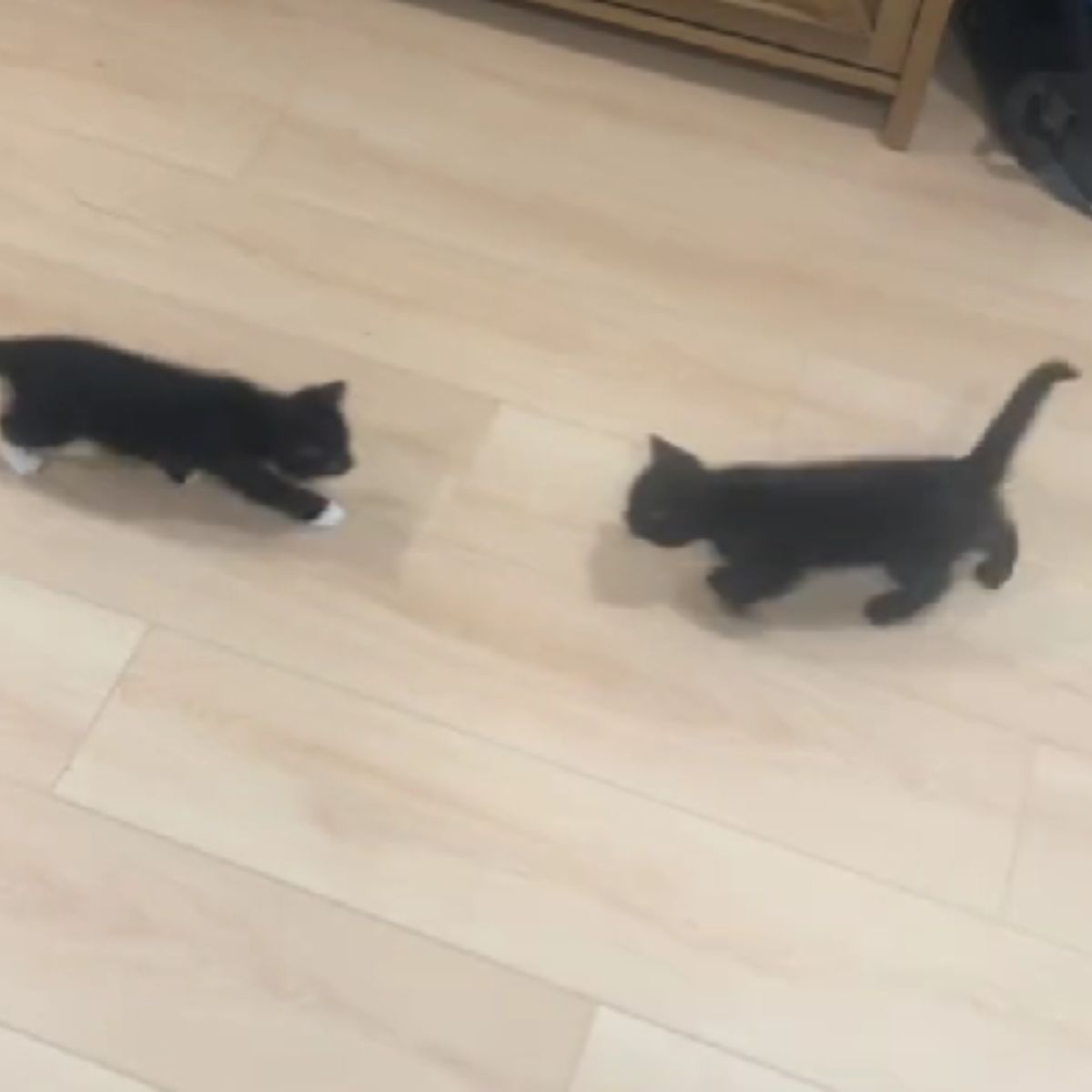 two black kittens playing