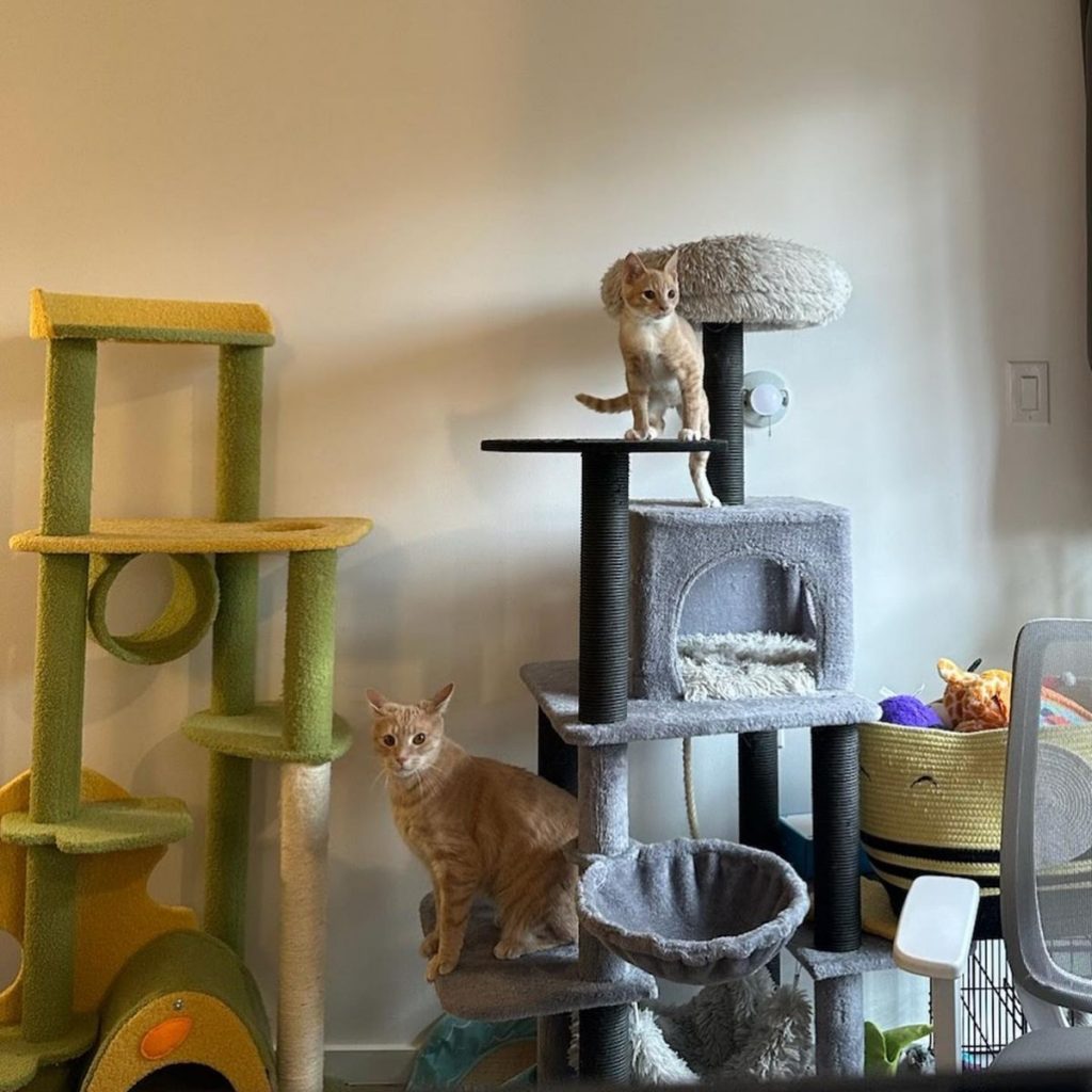 two cats are standing on a scratching post