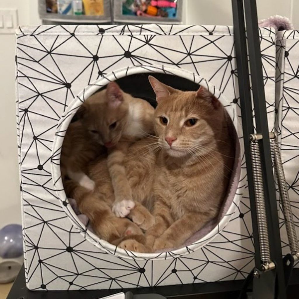 two cats curled up in a bag