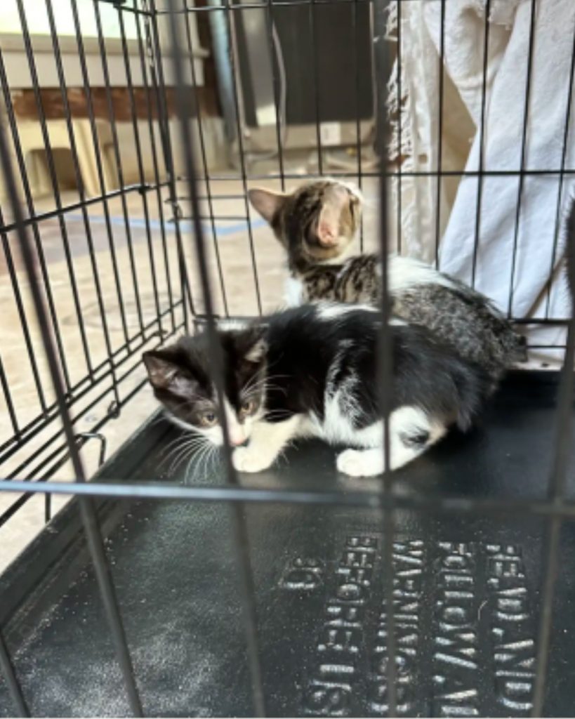 two small kittens in a cage