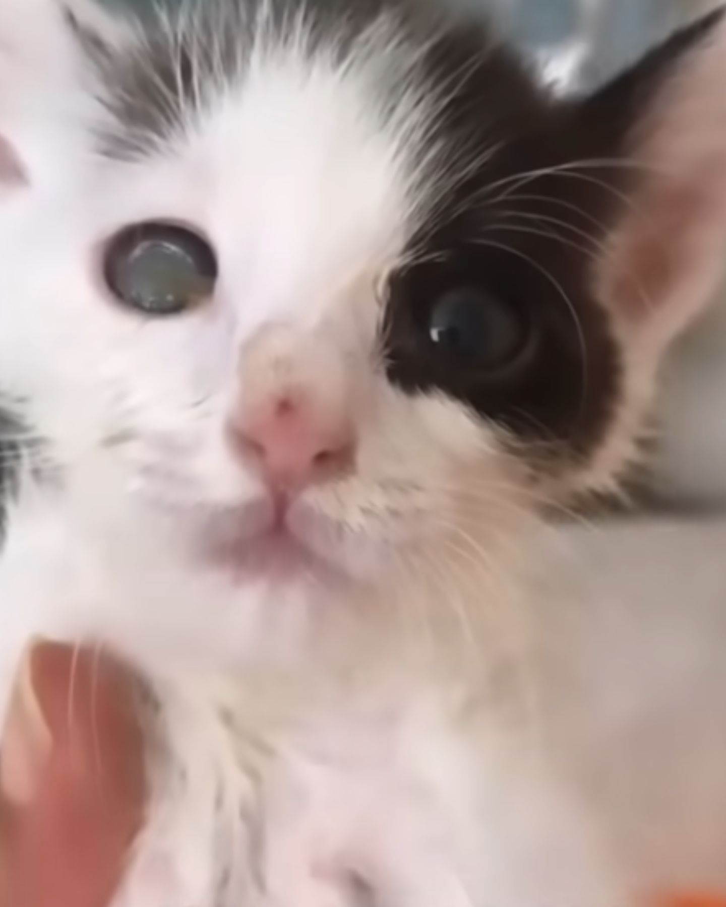 very cute black and white kitten