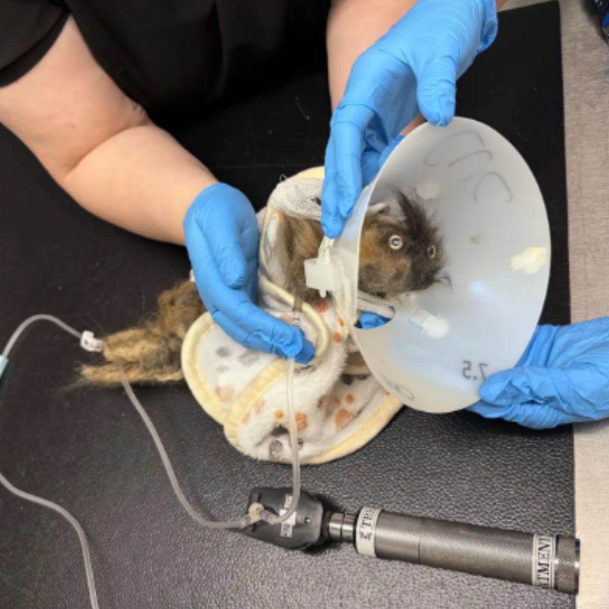 vet placing a cone on a mystery cat