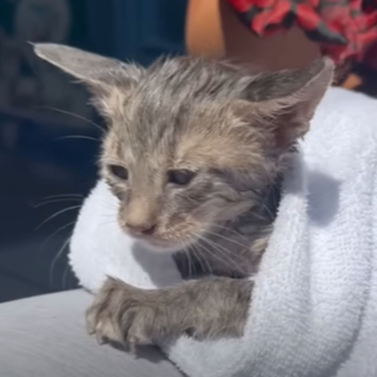 wet cat wrapped in towel