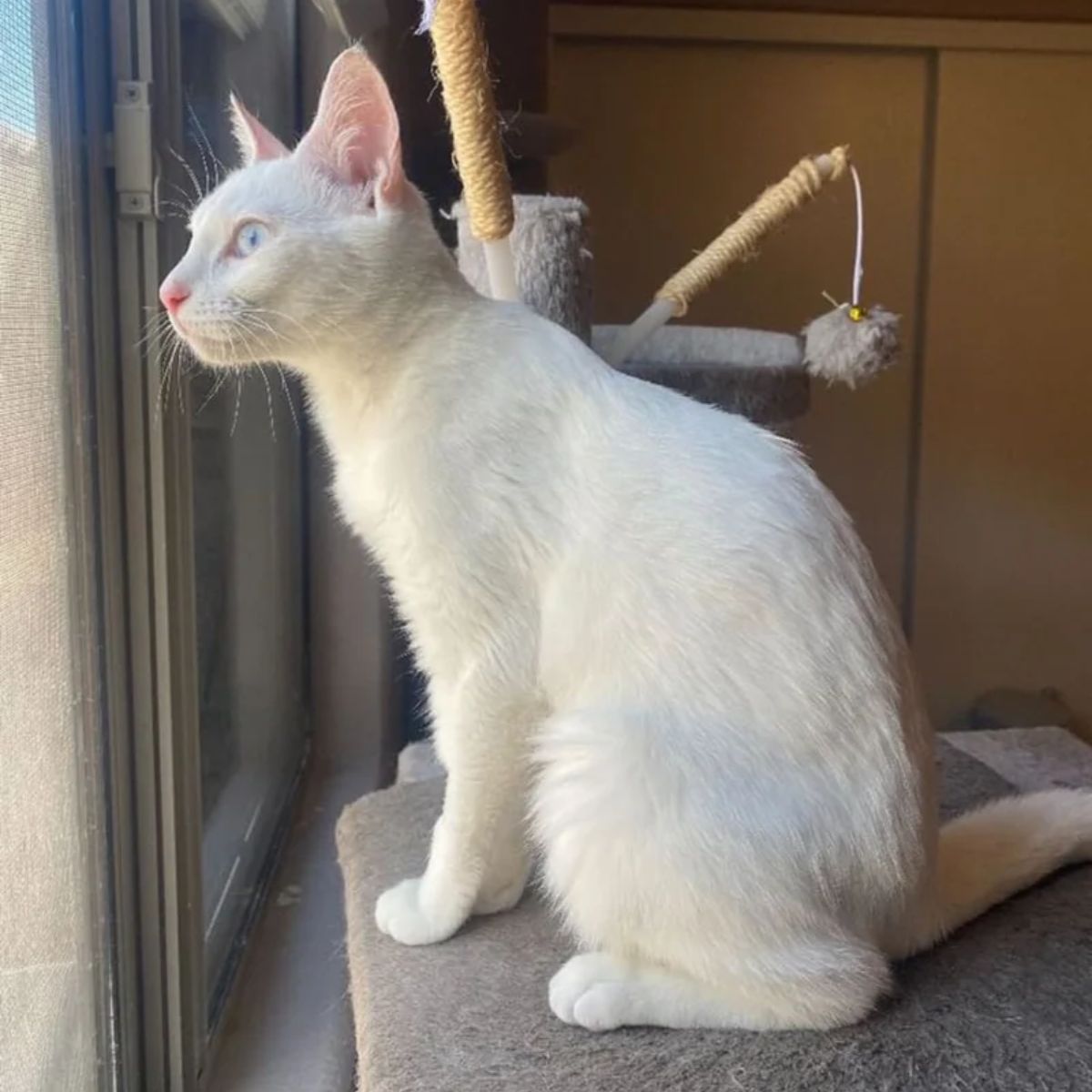 white catlooking through the window