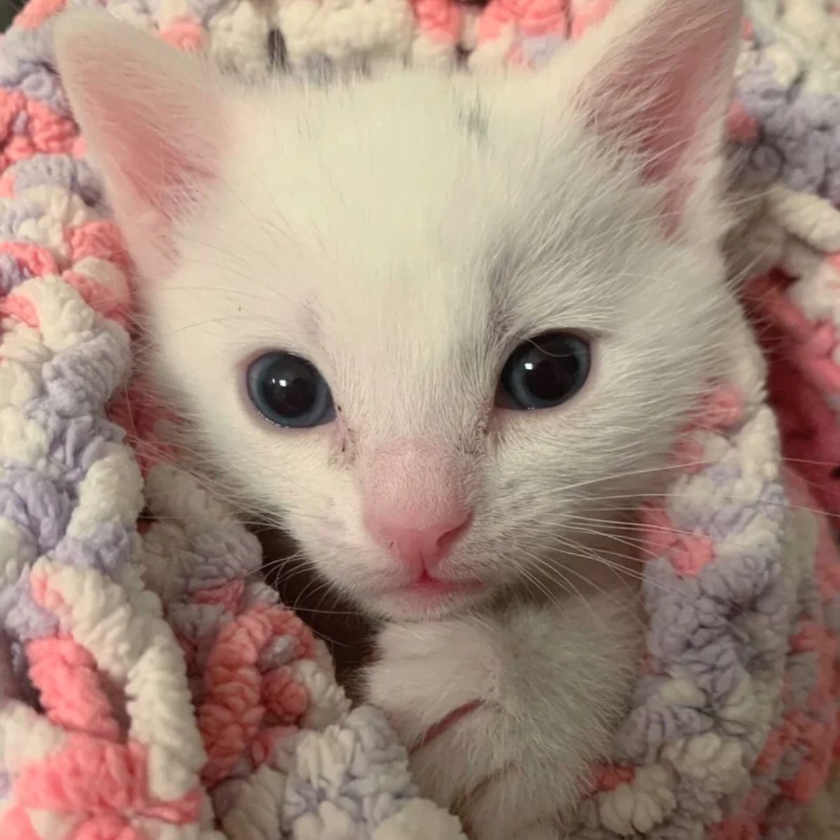 white kitten snuggled into the blanket