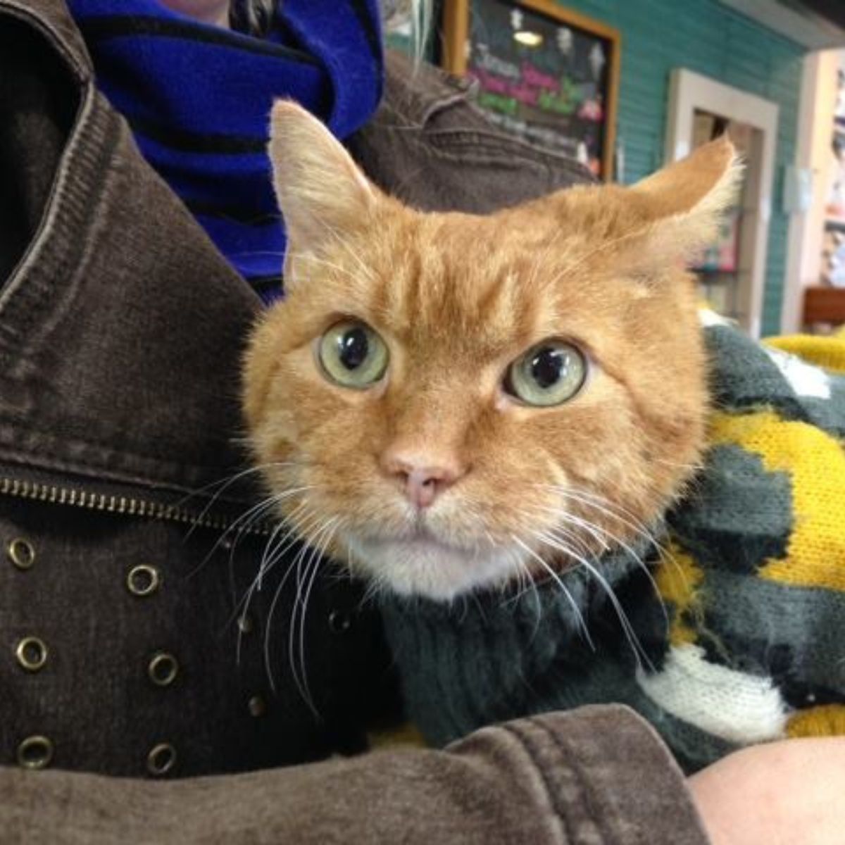 woman and ginger cat