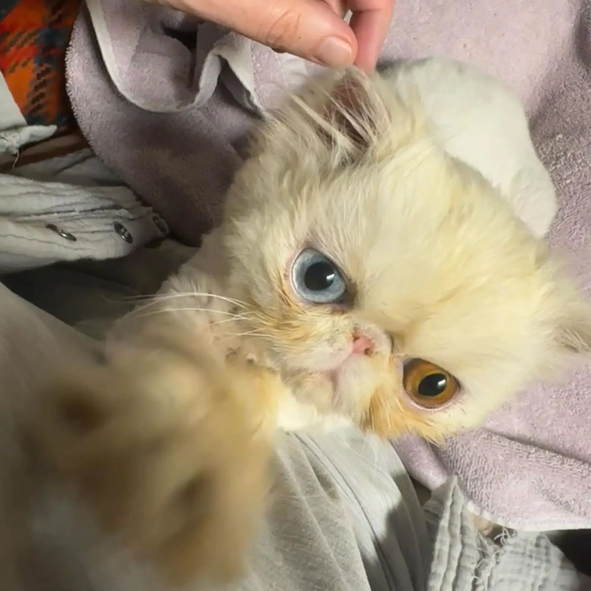 woman and very cute cat