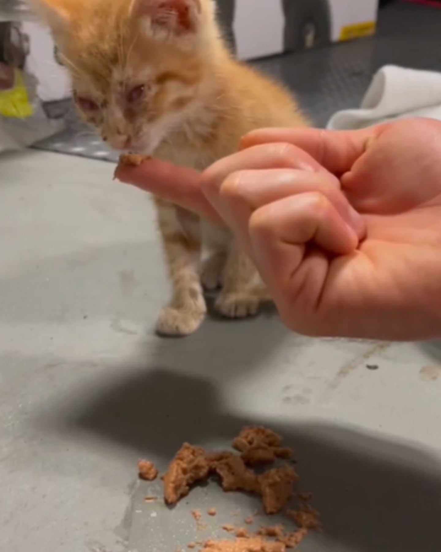 woman feeding a blind kitten