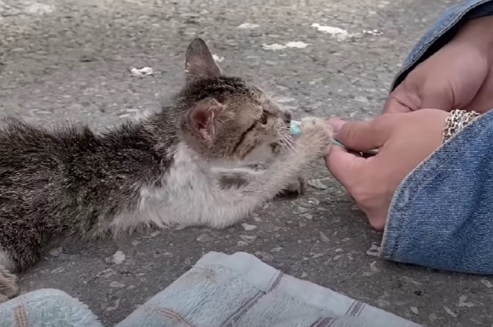 woman feeding a starving kitten