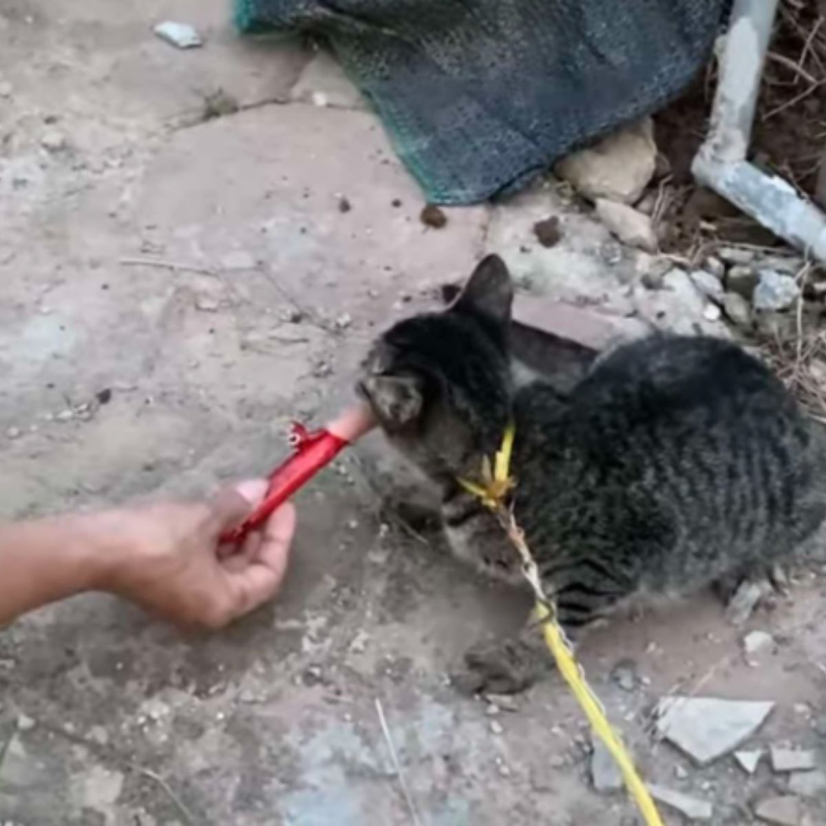 woman feeding domestic cat