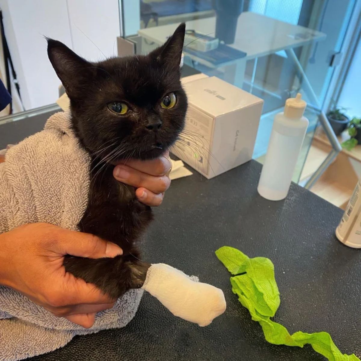 woman holds cat in towel